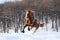 energetic horse galloping in snow-covered field