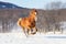 energetic horse galloping in snow-covered field