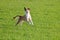 An Energetic Jack Russel Terrier