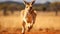 Energetic Kangaroo Leaping in Australian Outback