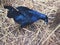 Energetic Male Satin Bowerbird Collecting Blue Objects.