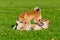 Energetic puppies Shiba Inu are walking and playing. How to protect your dog from overheating.