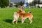 Energetic puppies Shiba Inu are walking and playing. How to protect your dog from overheating.