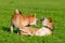 Energetic puppies Shiba Inu are walking and playing. How to protect your dog from overheating.