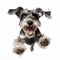 Energetic Schnauzer Puppy Leaping With Joy