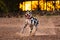 Energetic slender dog Dalmatian running fast in sandy beach near forest