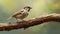 Energetic Sparrow Perched On Branch In Vibrant Natural Setting