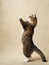 An energetic tabby cat stands tall, reaching upwards with focused intent.