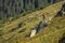 Energetic tatra chamois looking down from a rocky cliff it climbed in mountains