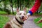 The energetic thirteen year old  half-breed dog is looking up.