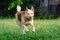 The energetic thirteen year old  half-breed dog is running.