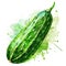 An energetic watercolor rendering of a cucumber