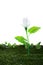 Energy concept, earth friendly light bulb plant, on white