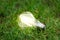 Energy efficient led filament Lightbulb Glowing in Grass. planet`s climat change and Green Energy Concept