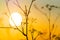 Energy of rising sun behind silhouette of fennel wildflower