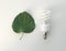 energy saving lighting bulb and green leaf on white background