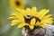 Engagement Ring on Sunflower