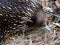 Engaging Distinctive Short-Beaked Echidna in Closeup.