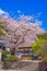 Engakuji of the full bloom of the cherry tree (Kamakura,Kanagawa Prefecture)