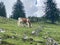 Engalm Valley at Karwendel mountains in Austria