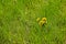 Engelmann Daisy Asteraceae In Grass