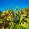 Engelmann Prickly Pear cactus in nature