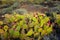 Engelmann Prickly Pear Cactus Plants