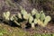 Engelmann Prickly Pear Cactus Plants