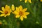 Engelmann`s Daisy Flower. Texas Wildflowers