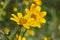 Engelmann`s Daisy Flower. Texas Wildflowers