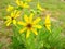 Engelmann`s Daisy Wildflowers, Engelmann Daisy, Cutleaf Daisy