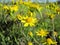 Engelmann`s Daisy Wildflowers, Engelmann Daisy, Cutleaf Daisy