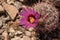 Engelmann`s hedgehog cactus