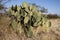 Engelmanns cactus or prickly pear, Opuntia engelmannies