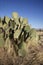 Engelmanns cactus or prickly pear, Opuntia engelmannies