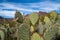 Engelmanns Prickly Pear Cactus in Organ Pipe National Monument in the Sonoran Desert of Southwest Arizona