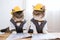 Engineer Cat, Kitty Builders, Pet Architectures