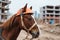 Engineer horse in a work helmet on a construction site. Construction of a large house