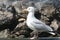 England - Brighton - Seagull against a Rocky Backdrop