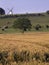 England, Buckinghamshire, windmill