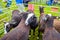 England Cartmel August 3rd 2016 Black Welsh mountain sheep in a show pen