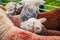 England Cartmel August 3rd 2016 Herdwick sheep in show pen at Cartmel show