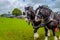 England Cartmel August 3rd 2016 shire horses showing in ring at Carmel Agricultural Show