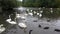 England, london, swans, ducks, pigeons, lake,