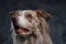 England purebred sheepdog with fluffy fur against dark background