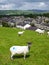 England: stone terrace houses with sheep