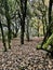 Englands oldest forest in autumn