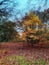 Englands oldest forest in autumn