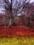 Englands oldest forest in autumn