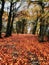 Englands oldest forest in autumn glow